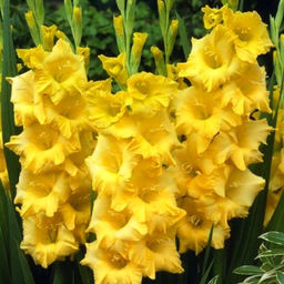 ГЛАДИОЛУС Нова Люкс Разбор 10/12 Кол-во упак., шт 8