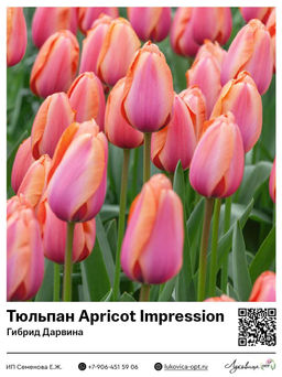 Тюльпан Apricot Impression (Гибрид Дарвина)
