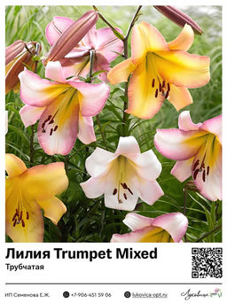 Лилия Trumpet Mixed (Трубчатая)