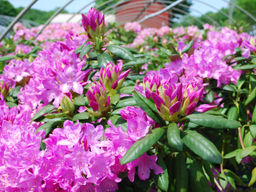 Рододендрон Roseum Elegans (Розеум Элеганс) - Долина роз фото 4