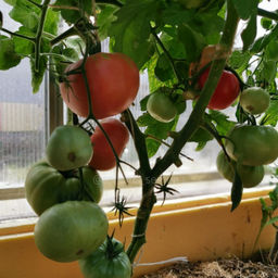 Грузинский