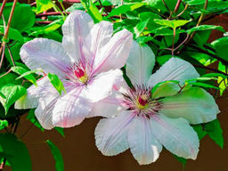 Клематис Jan Pawel II (Ян Павел II)