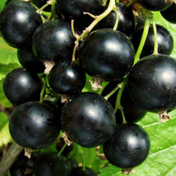 Смородина черная Мария