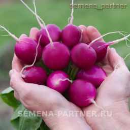 Редис Виолетта - Партнер фото 4