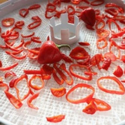 Перец Китайские фонарики - Tomatia фото 2