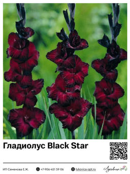 Гладиолус Black Star