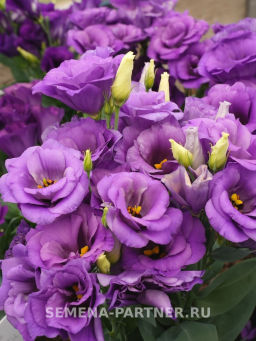 Эустома карликовая махровая лавандово-синяя Леди Эшли - Партнер фото 6