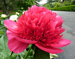 ПИОН Мэни Хэппи Ретёрнс Разбор 2/3 n Кол-во упак., шт 1