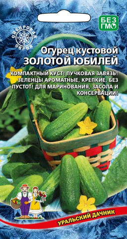 Огурец ЗОЛОТОЙ ЮБИЛЕЙ Компактный куст! Пучковая завязь! Зеленцы ароматные, крепкие, без пустот! Для маринования, засола и консервации!