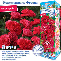 Роза Константина Фреска (Флорибунда) 1шт