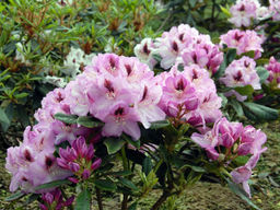 Рододендрон Lugano (Лугано) - Долина роз фото 11