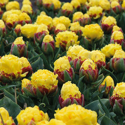 Тюльпан Ice Cream Banana (Махровый поздний) - Голландские луковицы фото 2