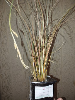 Осока Милк Чоколейт