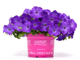 Петуния Изи Вэйв Лавендер Скай Блю каскадно-ампельная - Партнер фото 4