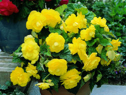 Бегония махровая желтая (Double Yellow) - Долина роз фото 3