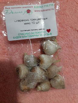 Спараксис трехцветный микс 10 шт