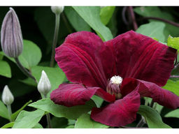 Клематис Rouge Cardinal (Руж Кардинал) - Долина роз фото 2