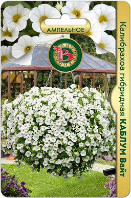 Калибрахоа гибридная Каблум Вайт