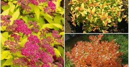 Спирея японская (смесь) смесь сортов и гибридов 2 года ЗКС тара 2л