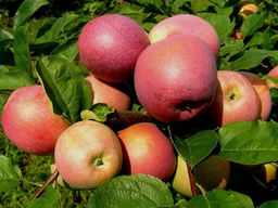 Яблоня Слава Победителям