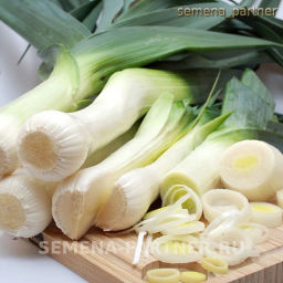 Лук порей Элефант - Партнер фото 7