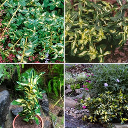 Бересклет Форчуна Санспот