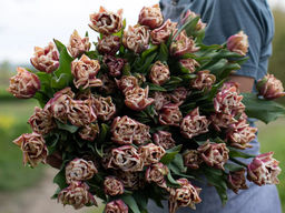 Тюльпан Виндхем - Долина роз фото 4