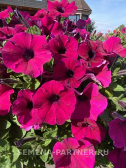 Петуния Ма Шери Патриция полуамп. фиолет.-пурпур - Партнер фото 4