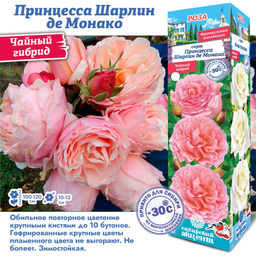 Роза Принцесса Шарлин де Монако (Чайно-гибридная) 1шт