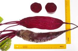 Свекла Калипсо - Партнер фото 7