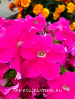 Петуния Кашарель Пинк Санрайз крупноцветковая компактная - Партнер фото 3