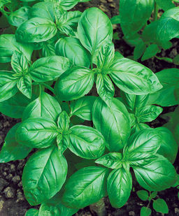 Базилик Зелёный ароматный