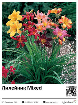 Лилейник Mixed