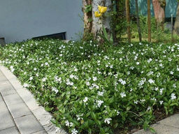 Барвинок белый - Долина роз фото 2