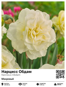 Нарцисс Obdam (Махровый) - Голландские луковицы фото 2