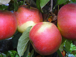 Яблоня Айдаред - Долина роз фото 4