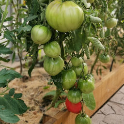 Блюдо розовое - Tomatia фото 2