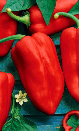 Перец КАЗАЧОК  Компактный, сверхранний, суперурожайный сорт! Устойчив к любым капризам природы!