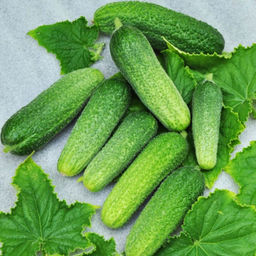 5045D Огурец Драгун F1 5шт