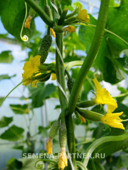 Огурец партенокарпический Мироша - Партнер фото 6