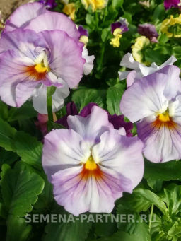 Виола бахромчатая Танго-Манго Болеро - Партнер фото 7