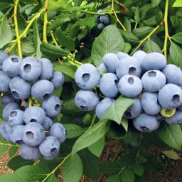 Голубика Дрейпер С5 3 года