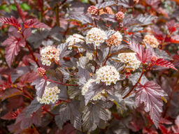 Пузыреплодник калинолистный Ред Барон - Долина роз фото 3