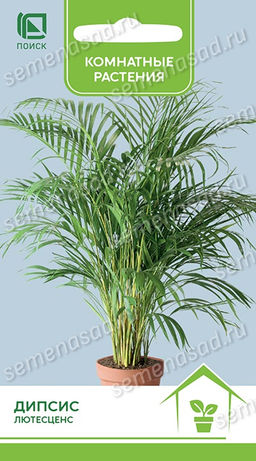 Дипсис лютесценс (ЦВ) ("К) 3шт