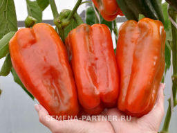 Перец сладкий Флагман - Партнер фото 3