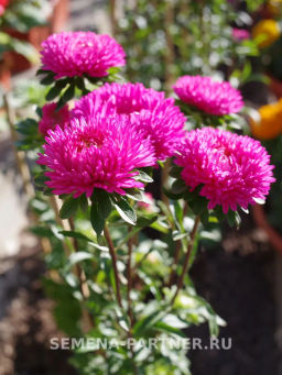 Астра китайская Дамский Роман - Партнер фото 6