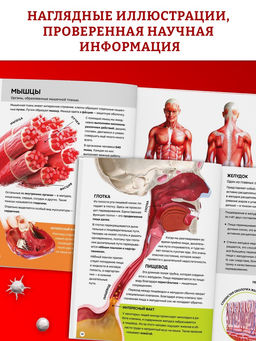 Энциклопедия в твёрдом переплёте "Строение тела человека", 128 страниц.