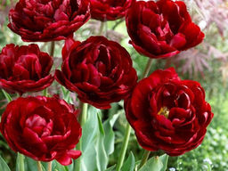 Тюльпан Анкл Том - Долина роз фото 4