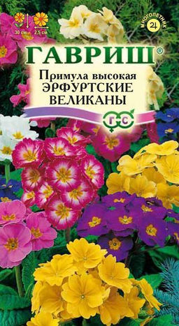 Эрфуртские великаны примула 20шт (г)
