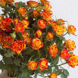 Роза Айлайнер (Спрей) 1шт